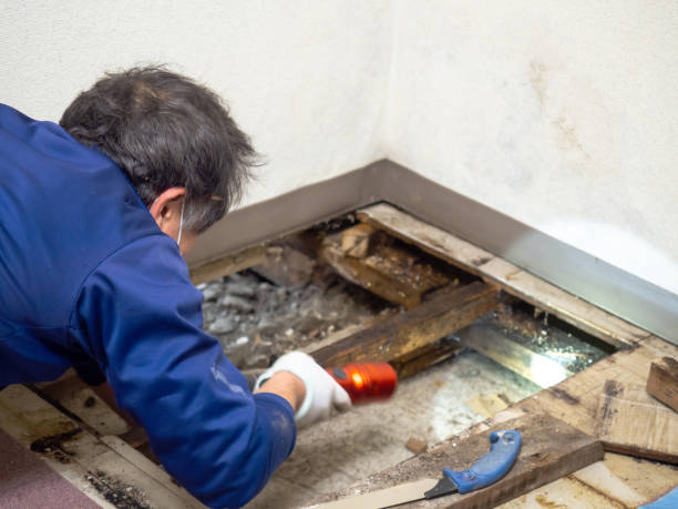 Best Commercial Mold Remediation in Highland, MD