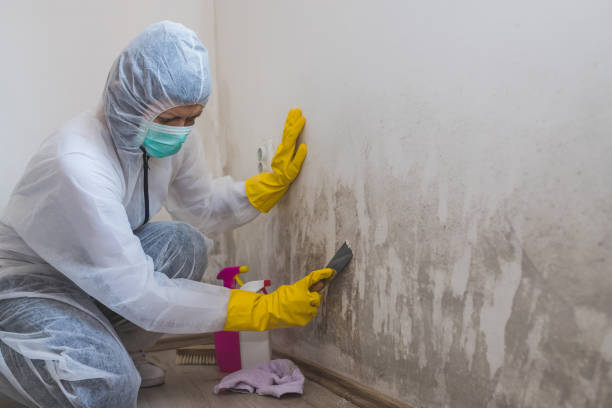 Best Health and Safety Mold Remediation in Highland, MD