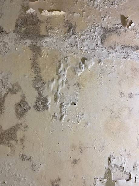 Best Black Mold Remediation in Highland, MD